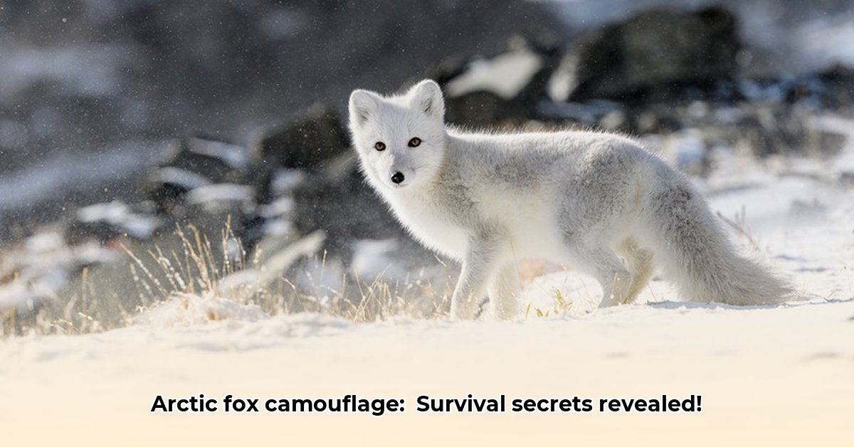 arctic-fox-camouflage-adaptations